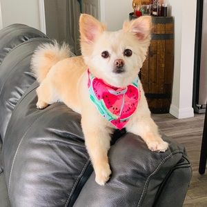 Meet your Posher, Lindsay